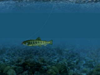 Reel Fishing (Fish Eyes)
