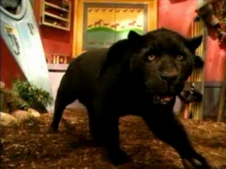 Zoboomafoo: Leapin' Lemurs!